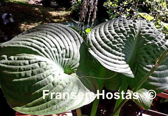 Hosta Mississippi Delta